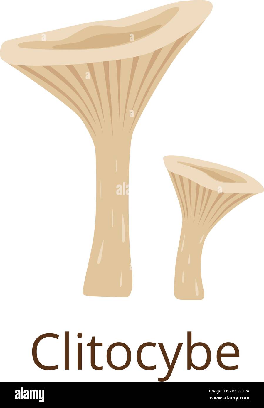 Clitocybe fungus. Raw growing mushroom color icon Stock Vector