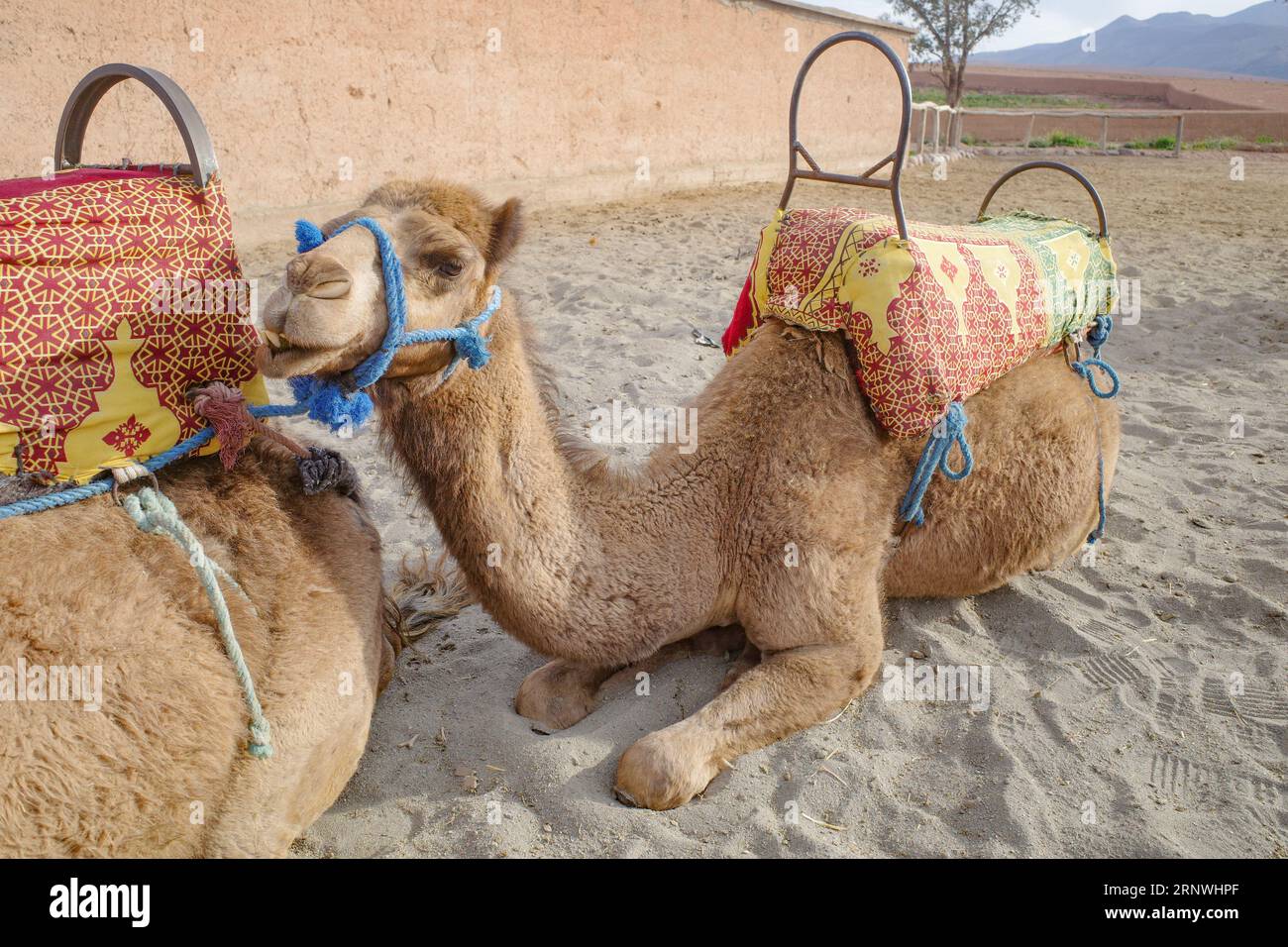 Marrakech, Morocco 22 Feb, 2023 Dromedary camels ready to carry