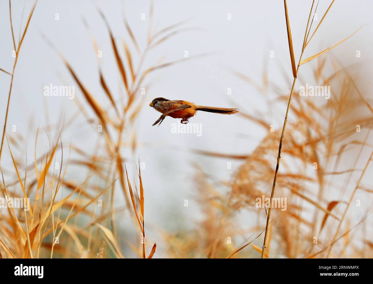 (171225) -- BEIJING, Dec. 25, 2017 -- A reed parrotbill flies in reeds in Wanping Lake of Beijing, capital of China, Nov. 6, 2017. Photos here taken in 2017 by Xinhua contract photographers present a harmony between animals and nature. ) (lx) CHINA-NATURE-ANIMAL (CN) LiuxXianguo PUBLICATIONxNOTxINxCHN Stock Photo