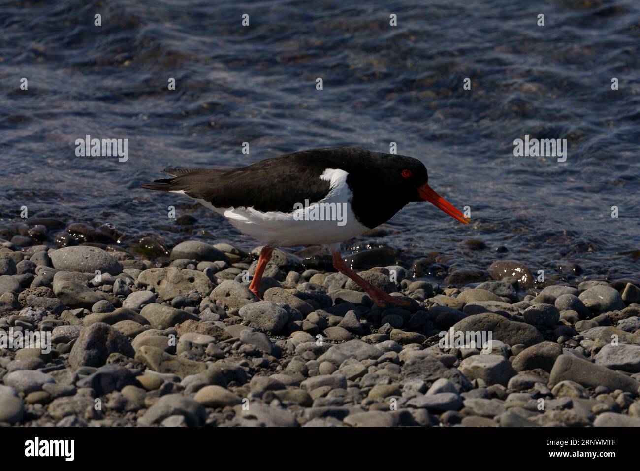 Haematopus ostralegus Family Haematopodidae Genus Haematopus Eurasian ...
