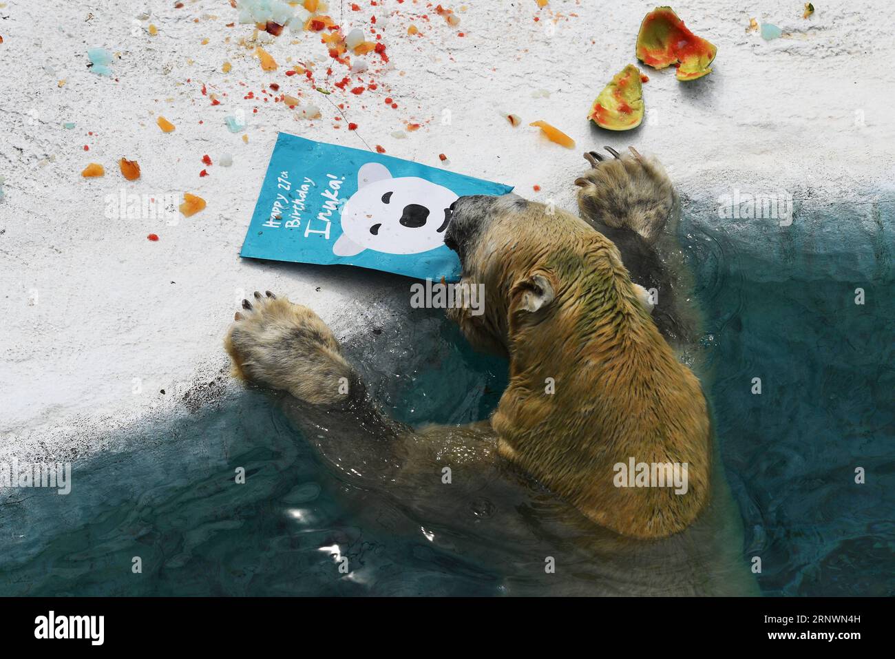 geburtstag-von-eisb-r-inuka-im-zoo-von-singapur-171226-singapore