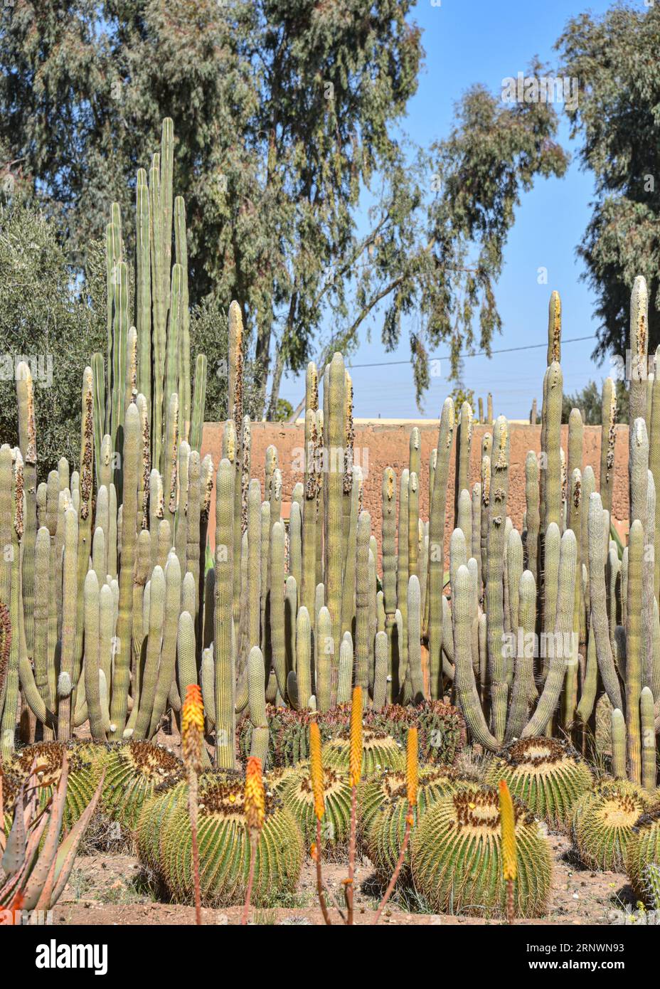 Marrakech, Morocco - Feb 25, 2023: Colourful cactus species growing at the Cactus  Thiemann botanical gardens Stock Photo - Alamy