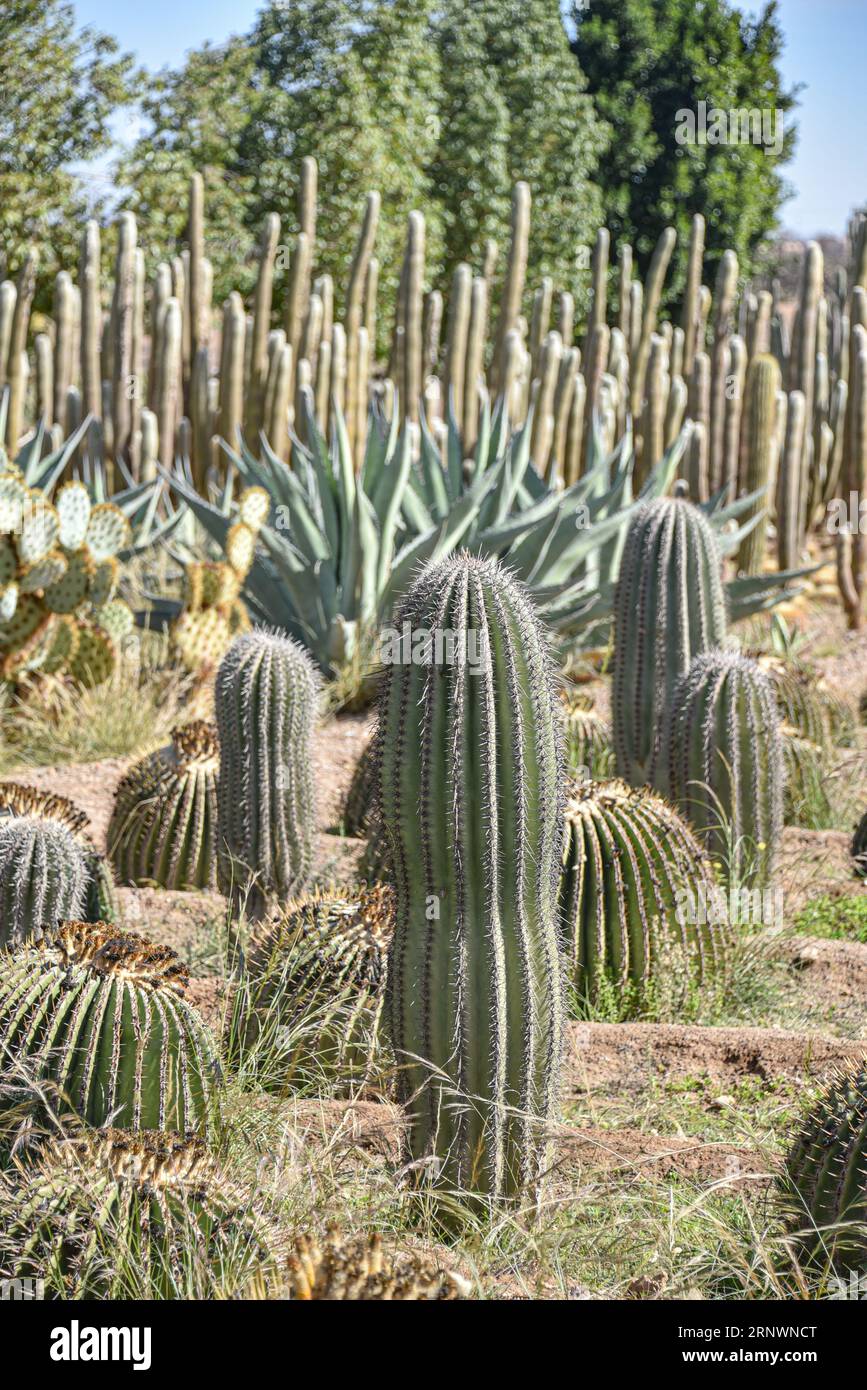 large cactus for sale Large Cactus - Large Cactus For Sale