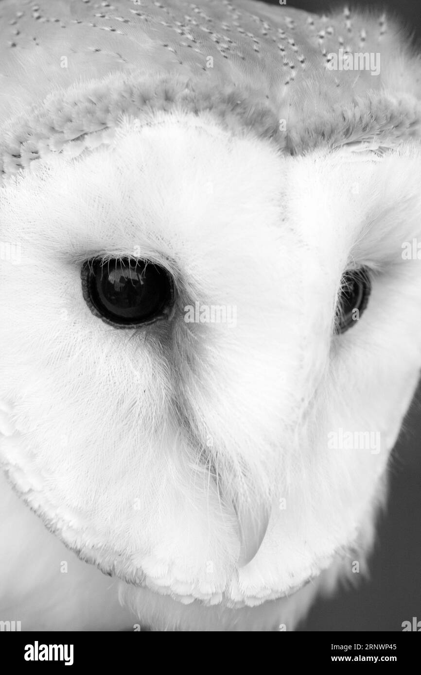Barn Owl Stock Photo