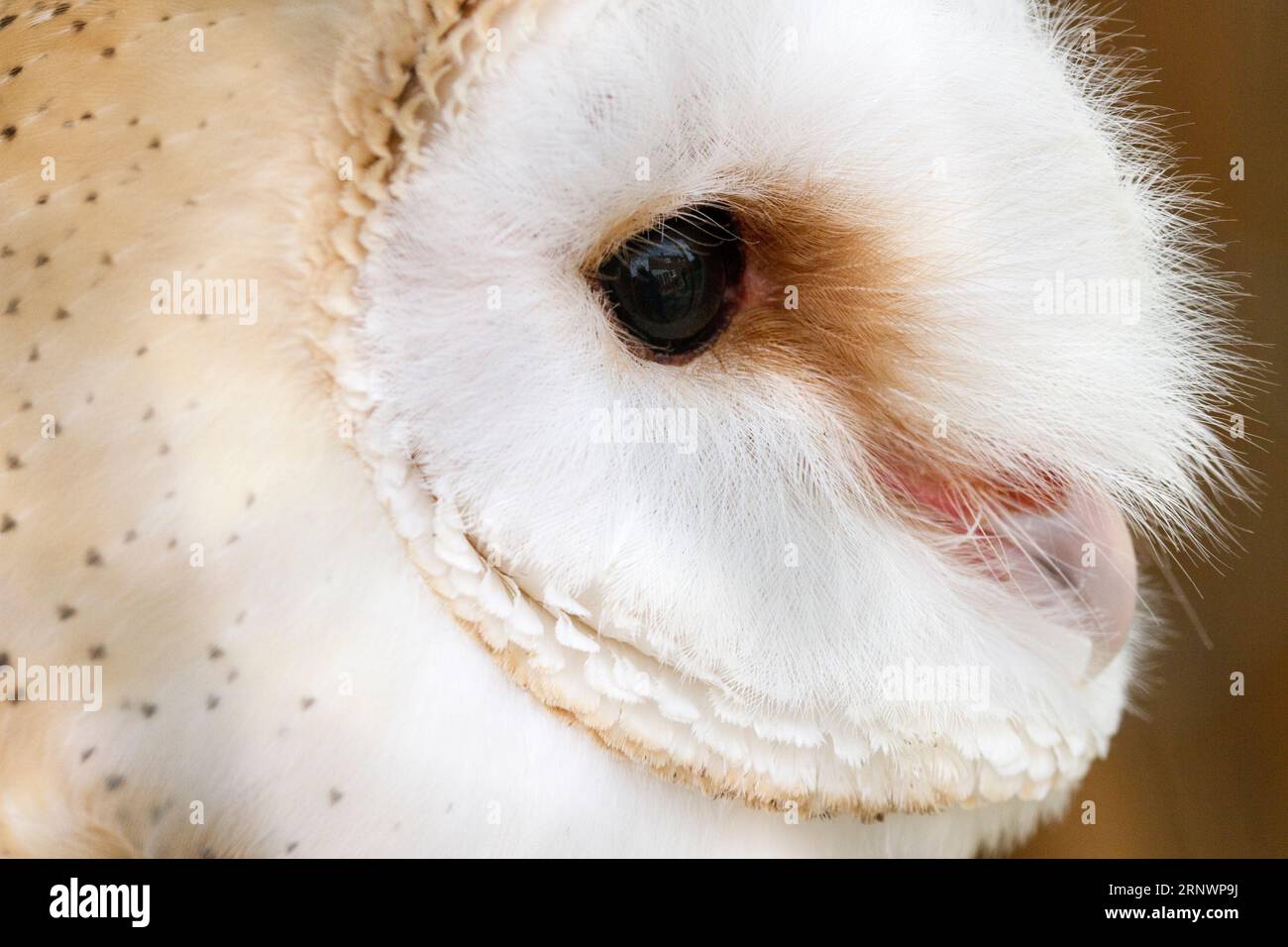 Barn Owl Stock Photo