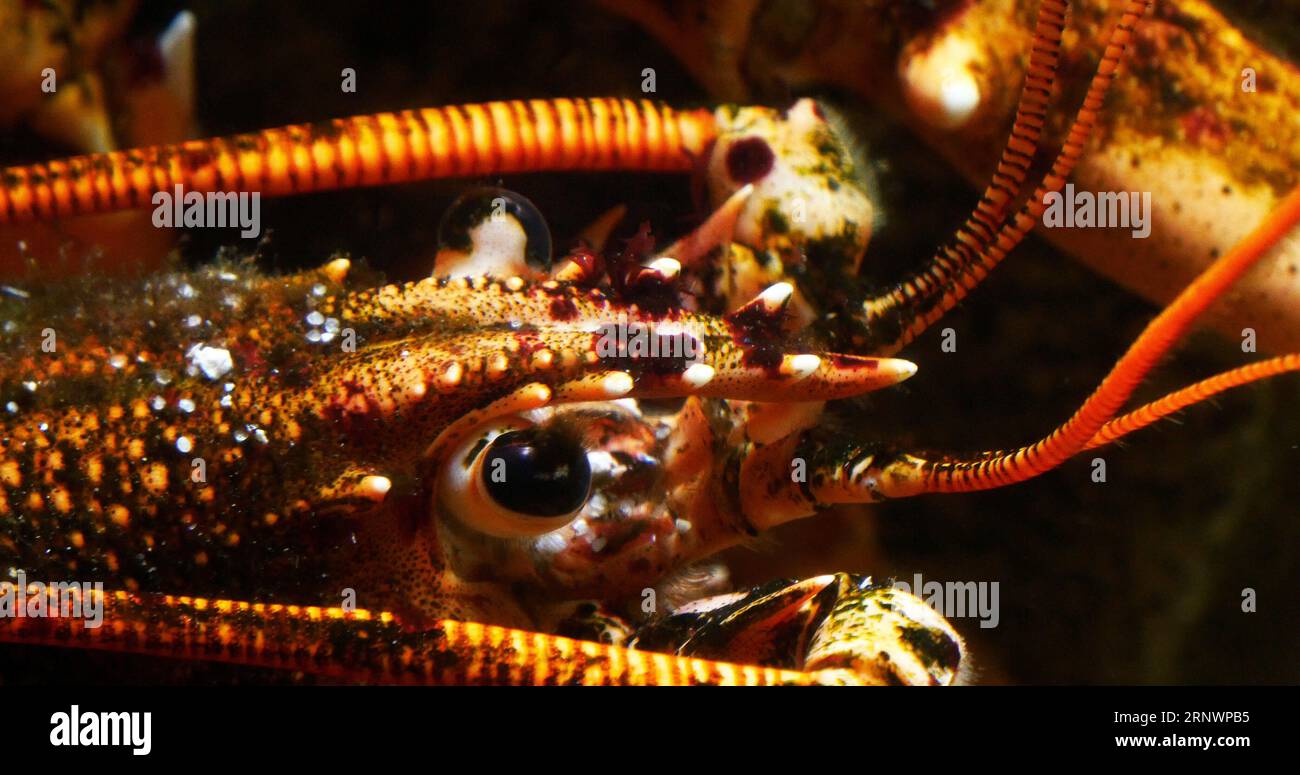 Lobster, homarus gammarus, Adult in a Seawater Aquarium in France Stock Photo