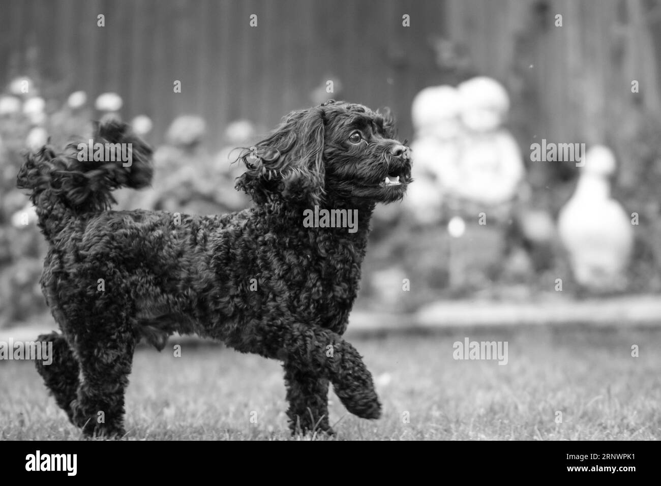 Mans best friend Stock Photo