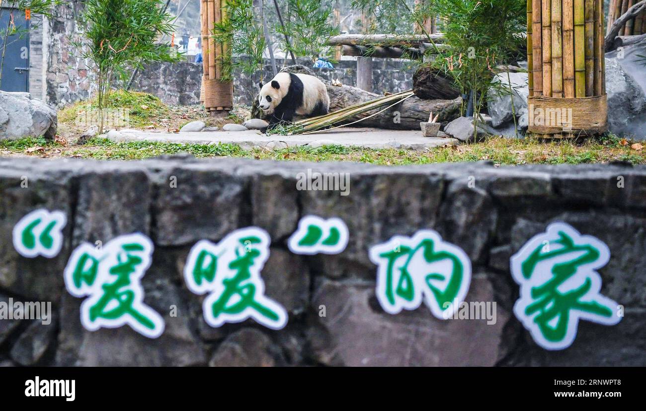 (171229) -- DUJIANGYAN, Dec. 29, 2017 -- Photo taken on Dec. 28, 2017 shows the Malaysian-born giant panda Nuan Nuan at the China Conservation and Research Center for Giant Pandas in Dujiangyan, southwest China s Sichuan Province. Nuan Nuan, who returned to China last month, finished her stay in quarantine and met the public on Thursday. ) (lx) CHINA-SICHUAN-GIANT PANDA(CN) ZhangxFan PUBLICATIONxNOTxINxCHN Stock Photo