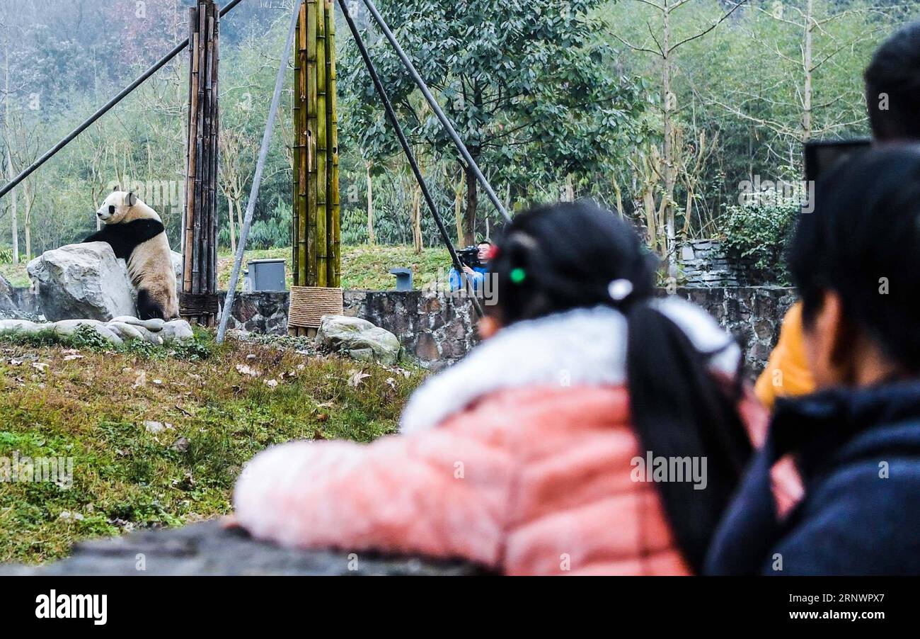 (171229) -- DUJIANGYAN, Dec. 29, 2017 -- Tourists look at the Malaysian-born giant panda Nuan Nuan at the China Conservation and Research Center for Giant Pandas in Dujiangyan, southwest China s Sichuan Province, Dec. 28, 2017. Nuan Nuan, who returned to China last month, finished her stay in quarantine and met the public on Thursday. ) (lx) CHINA-SICHUAN-GIANT PANDA(CN) ZhangxFan PUBLICATIONxNOTxINxCHN Stock Photo