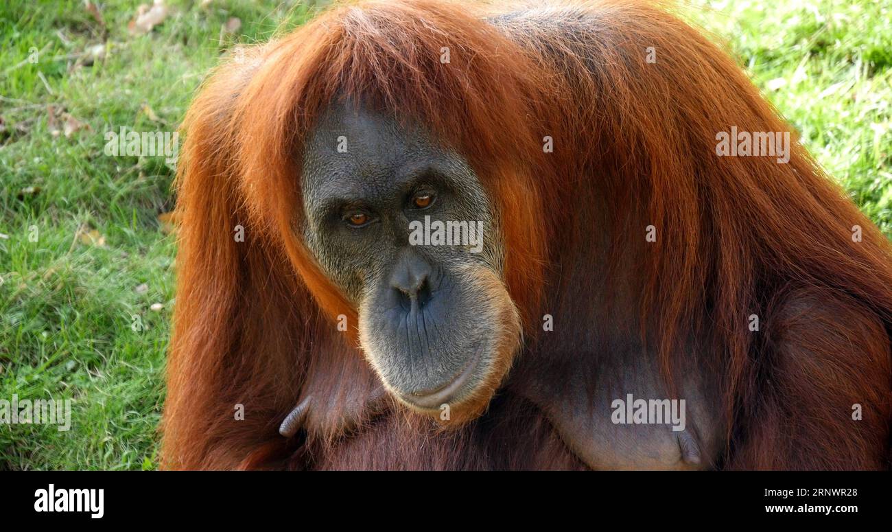 Orang Utan, pongo pygmaeus, Female Stock Photo - Alamy