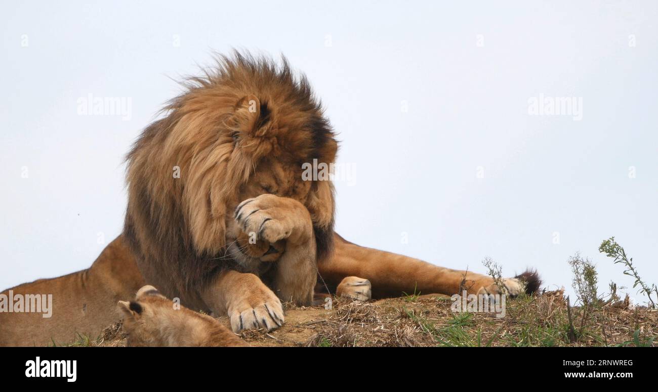 Male lion mane young hi-res stock photography and images - Alamy