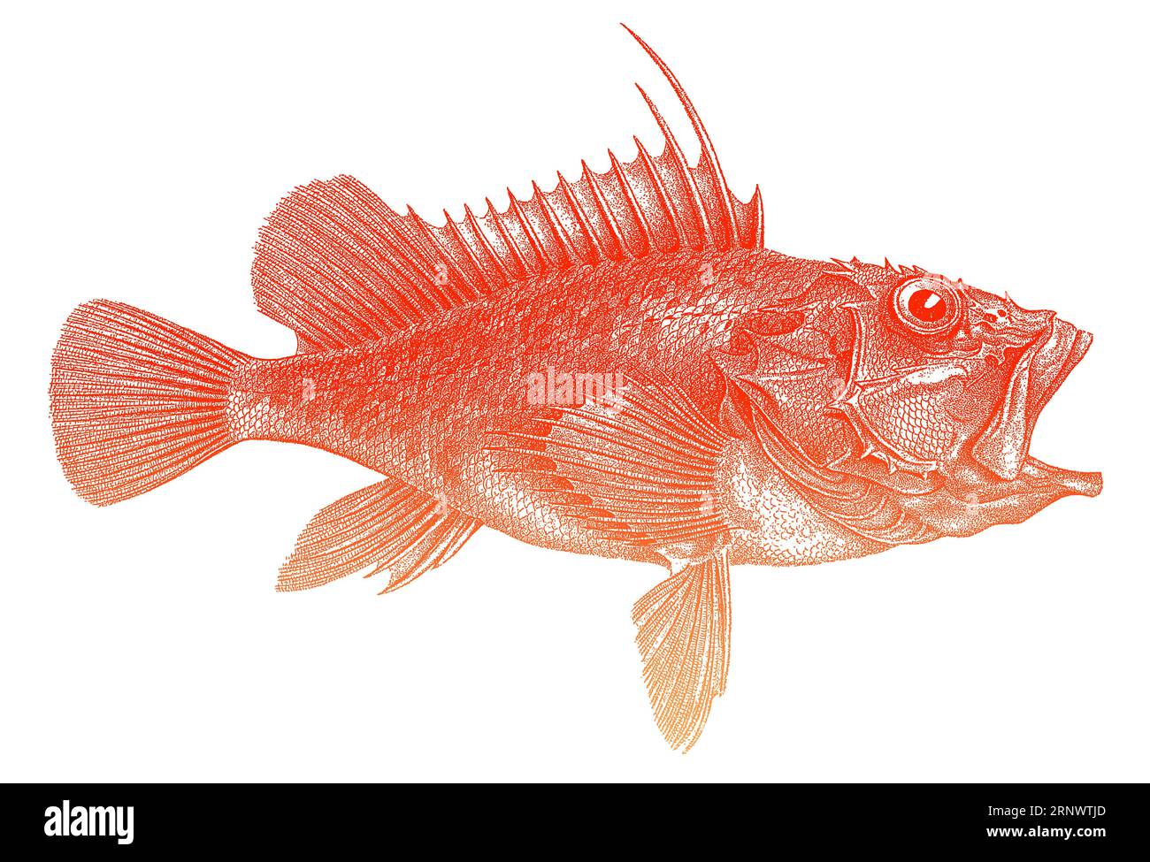 Offshore rockfish pontinus kuhlii in side view, marine fish from Eastern Atlantic Stock Vector