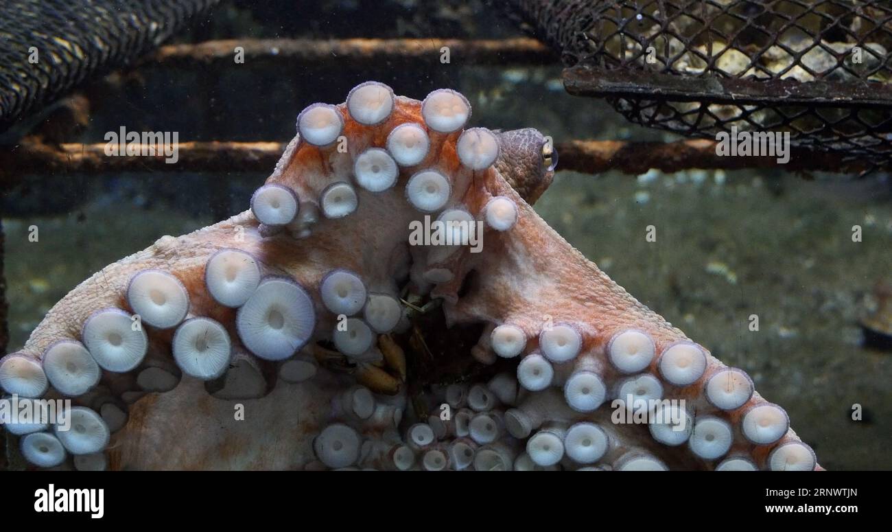 Common Octopus, octopus vulgaris, Adult showing Tentacles, Seawater Aquarium in France Stock Photo