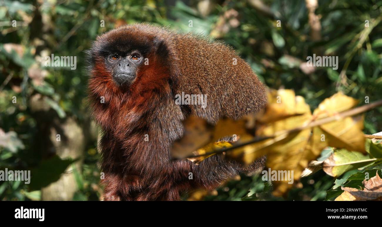 Red Titi Monkey, callicebus cupreus, Adult standing on Branch Stock Photo