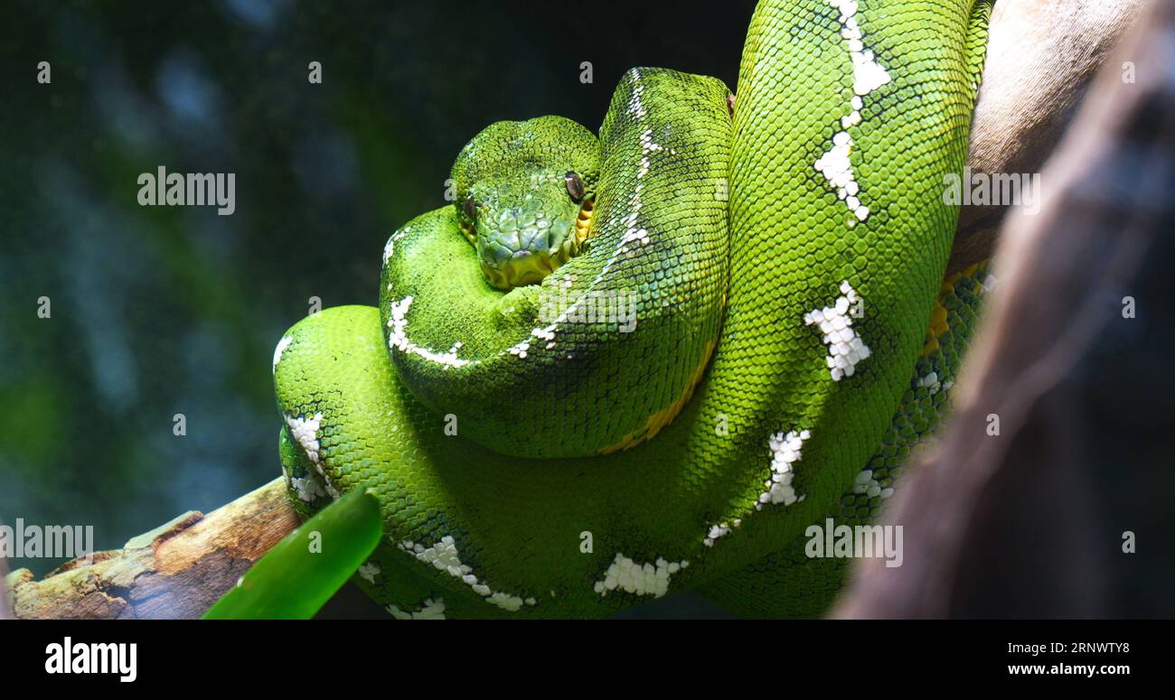 Emerald Tree Boa, corallus caninus, Adult Wrapped around a Branch Stock Photo