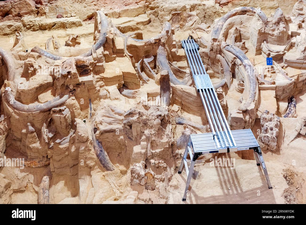 The Mammoth Site; museum & paleontological site; Hot Springs; South