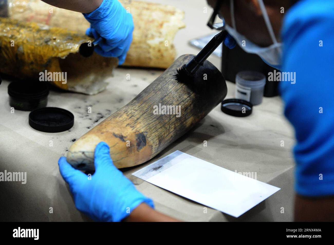 (180112) -- BANGKOK, Jan. 12, 2018 -- A Thai forensic science police examines a confiscated African elephant tusk after a press conference at the Customs Department in Bangkok, Thailand, Jan. 12, 2018. Thai authorities have seized 34 pieces of smuggled ivory, weighing about 148 kilograms with an estimated value of 15 million Thai baht (about 3.03 million RMB). )(zf) THAILAND-BANGKOK-IVORY-ELEPHANT-TUSK-SEIZURE RachenxSageamsak PUBLICATIONxNOTxINxCHN Stock Photo