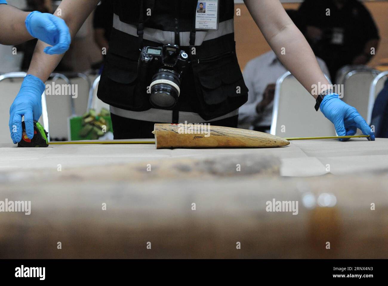 (180112) -- BANGKOK, Jan. 12, 2018 -- A Thai forensic science police takes measurements of a confiscated African elephant tusk after a press conference at the Customs Department in Bangkok, Thailand, Jan. 12, 2018. Thai authorities have seized 34 pieces of smuggled ivory, weighing about 148 kilograms with an estimated value of 15 million Thai baht (about 3.03 million RMB). )(zf) THAILAND-BANGKOK-IVORY-ELEPHANT-TUSK-SEIZURE RachenxSageamsak PUBLICATIONxNOTxINxCHN Stock Photo