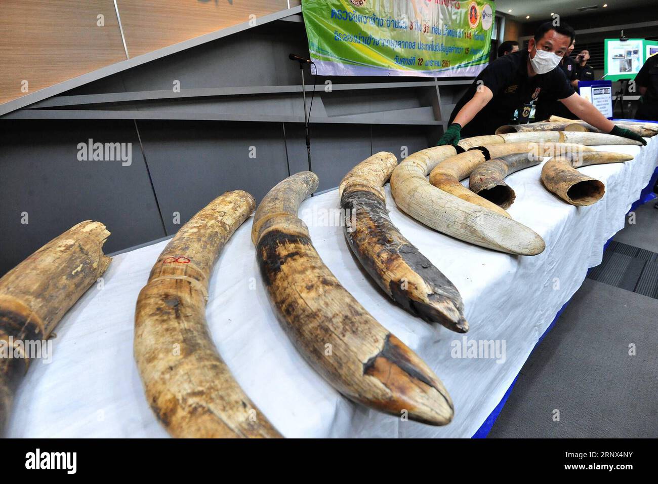 (180112) -- BANGKOK, Jan. 12, 2018 -- Thai customs officers display confiscated African elephant tusks after a press conference at the Customs Department in Bangkok, Thailand, Jan. 12, 2018. Thai authorities have seized 34 pieces of smuggled ivory, weighing about 148 kilograms with an estimated value of 15 million Thai baht (about 3.03 million RMB). )(zf) THAILAND-BANGKOK-IVORY-ELEPHANT-TUSK-SEIZURE RachenxSageamsak PUBLICATIONxNOTxINxCHN Stock Photo