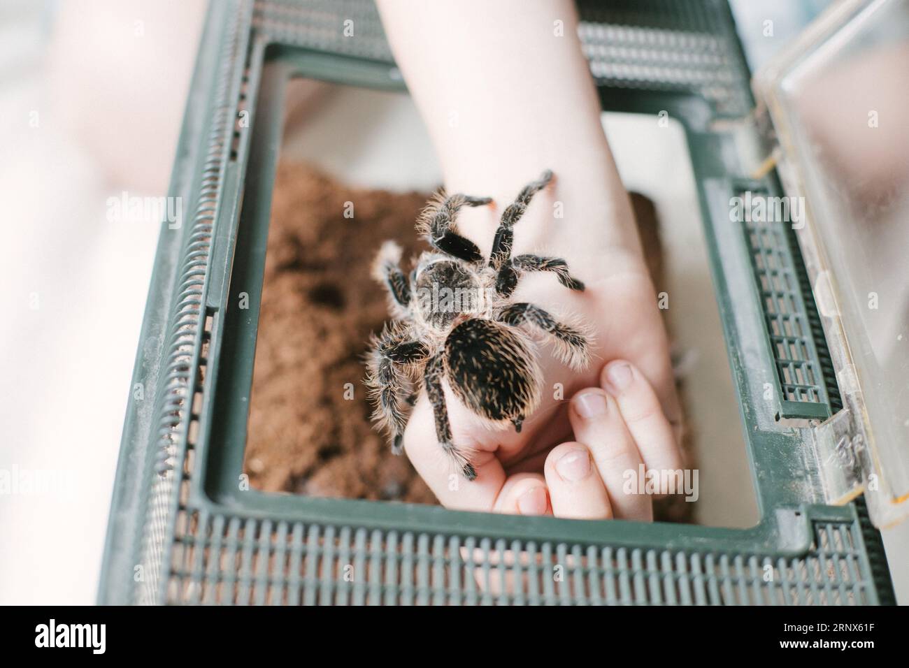 child's hand holding spider tarantula . boy returns Brachypelma ...