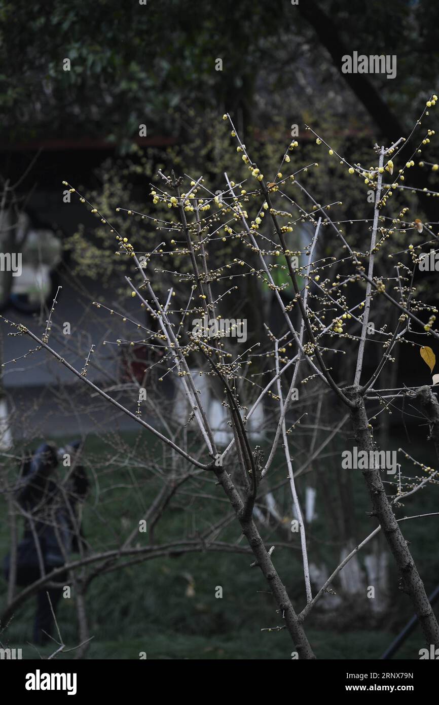 (180116) -- HANGZHOU, Jan. 16, 2018 -- Plum blossoms are seen at Chaoshan Mountain scenic area in Hangzhou City, capital of east China s Zhejiang Province, Jan. 16, 2018. ) (ry) CHINA-HANGZHOU-PLUM BLOSSOMS (CN) HuangxZongzhi PUBLICATIONxNOTxINxCHN Stock Photo