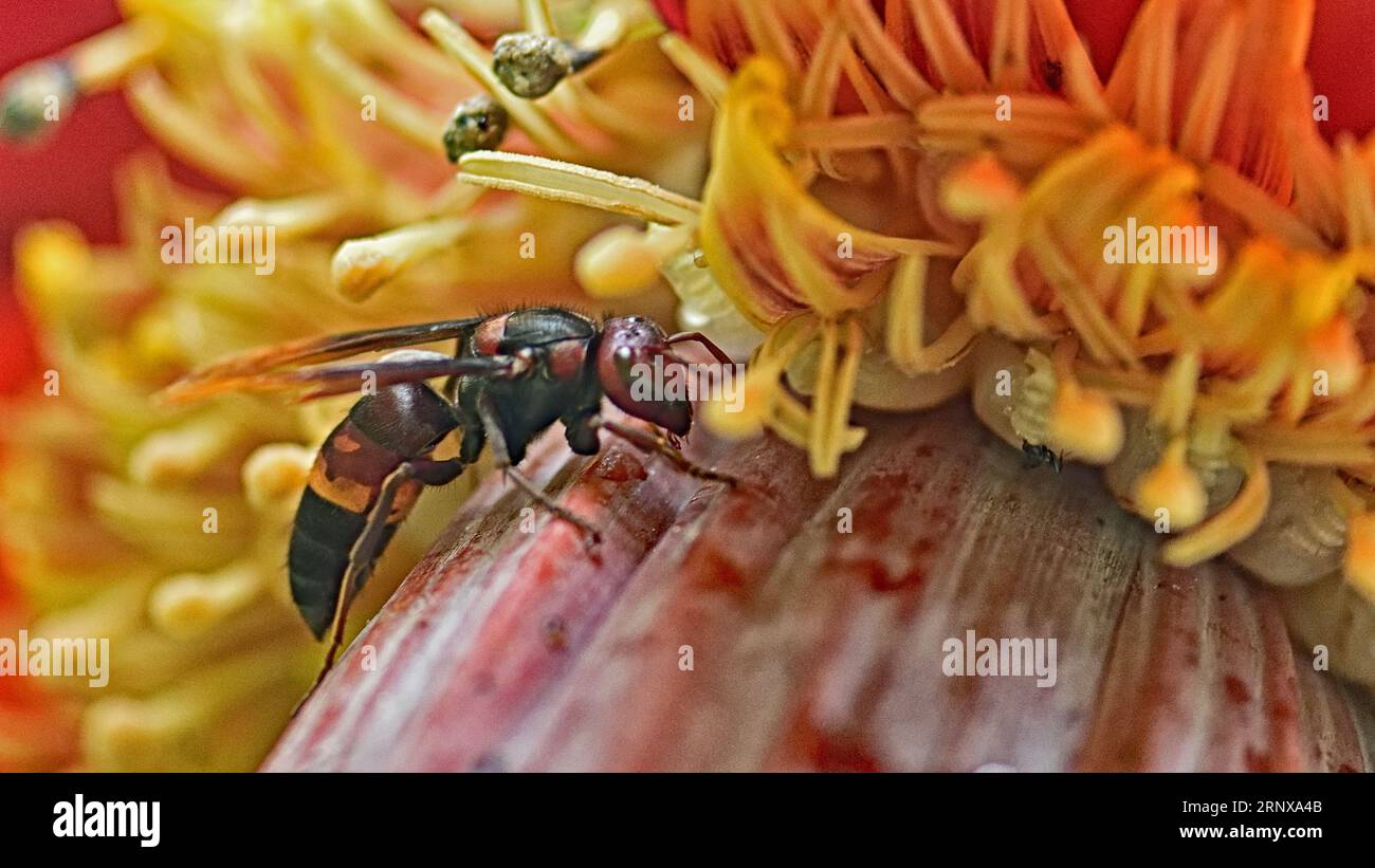 Asian Giant aka Murder collecting nectar from Banana Flowers Stock Photo Alamy