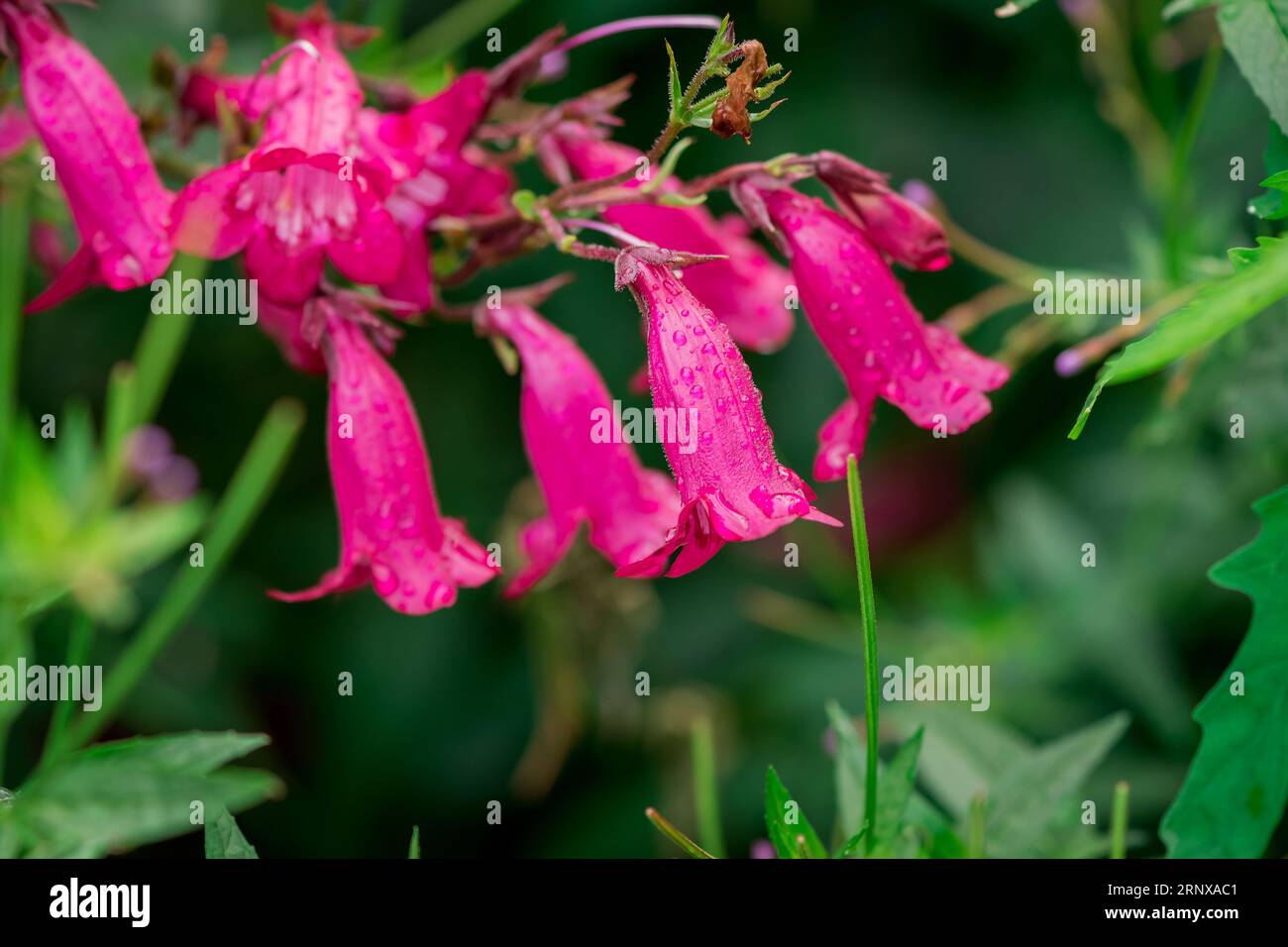 beautiful flowers in the park Stock Photo