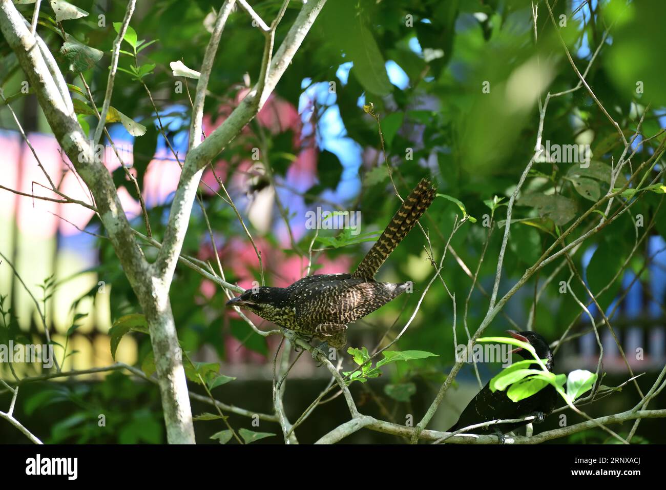 Asian koel Eudynamys scolopaceus Stock Photo Alamy