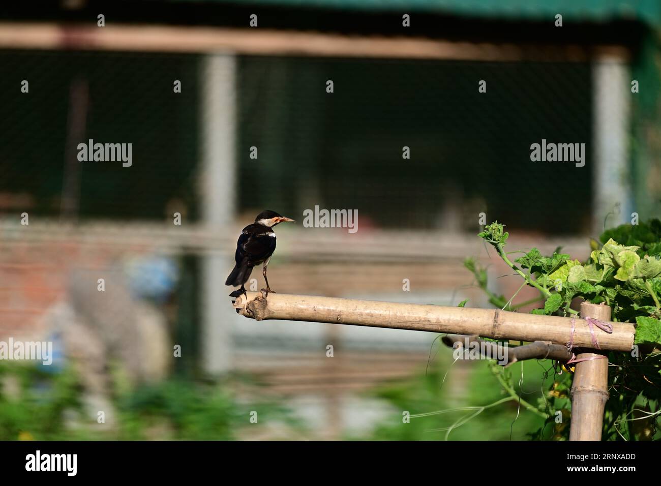 Indian Pied Myna  - Gracupica contra Stock Photo