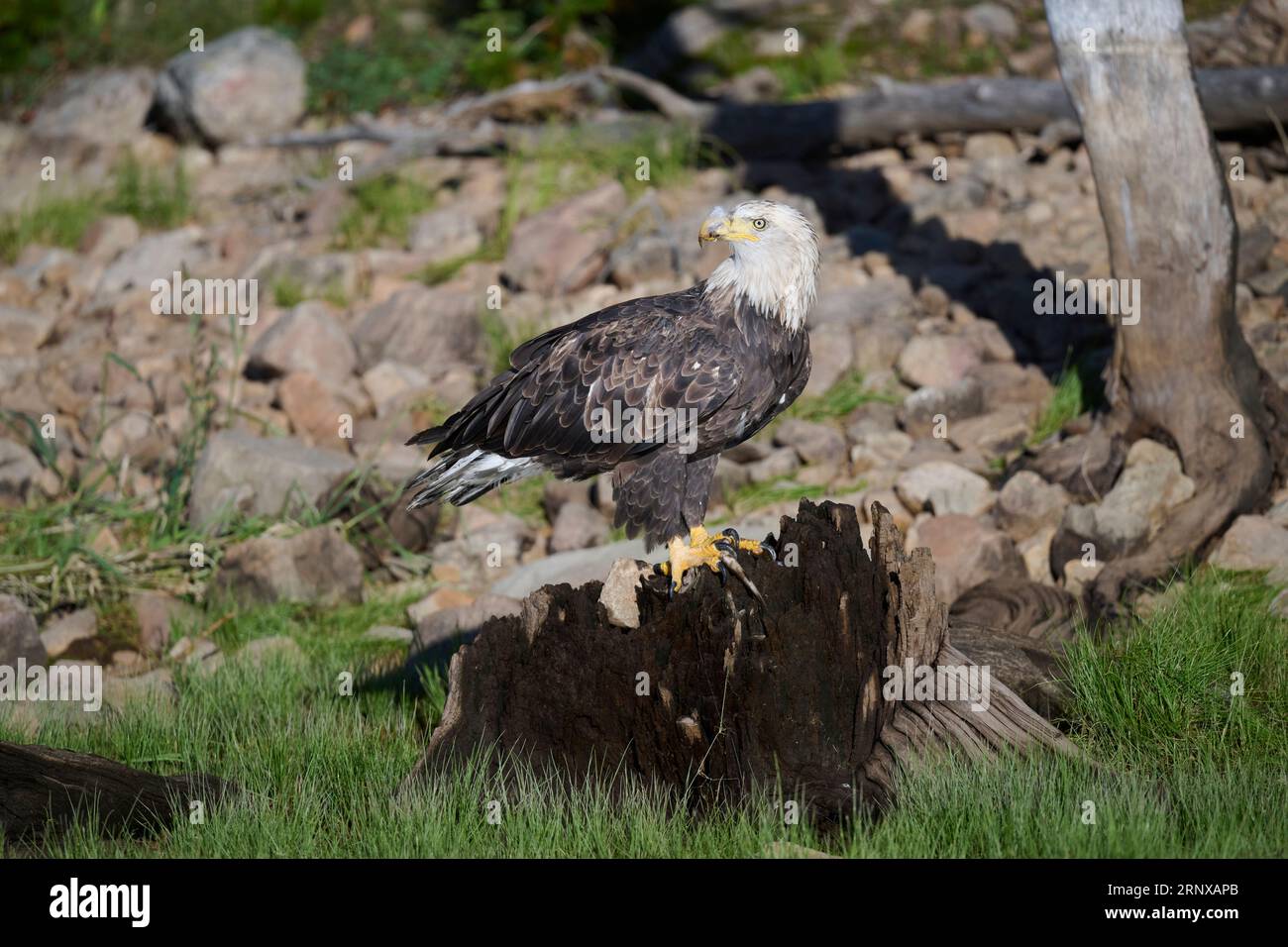 Bald eagle, Utah Stock Photo Alamy