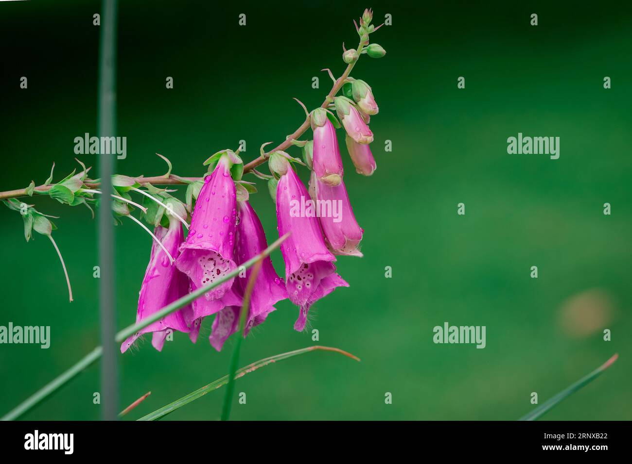 beautiful flowers in the park Stock Photo