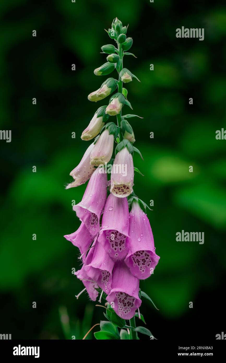 beautiful flowers in the park Stock Photo