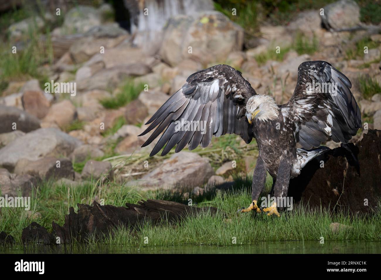 Bald eagle jumping hires stock photography and images Alamy