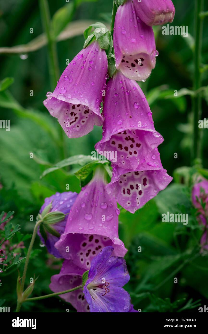 beautiful flowers in the park Stock Photo
