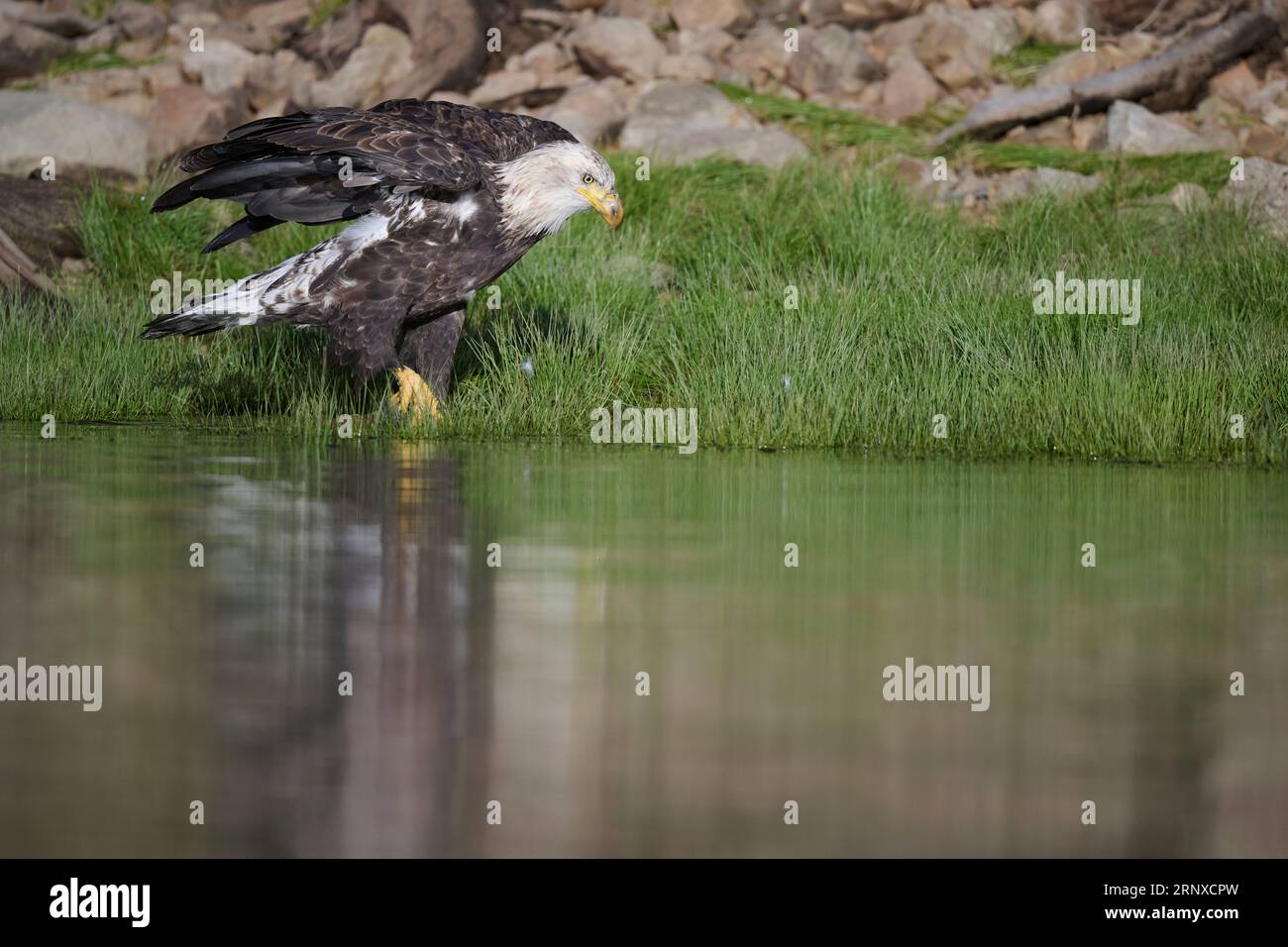 Bald eagle walking through grass hires stock photography and images
