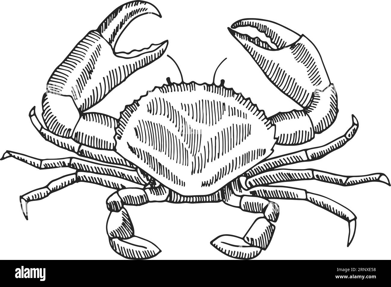 Crab drawing Black and White Stock Photos & Images Alamy