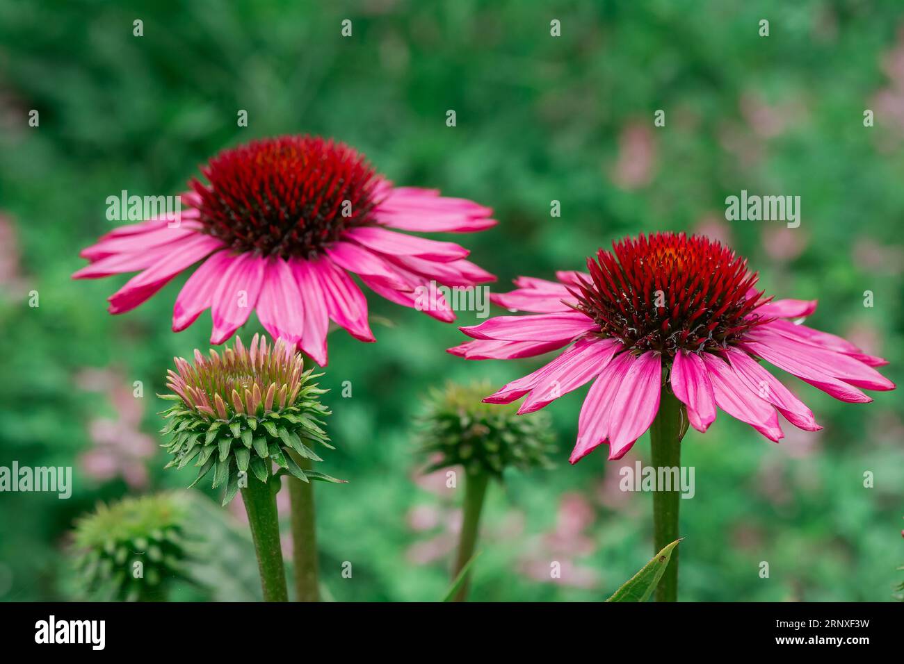 beautiful flowers in the park Stock Photo