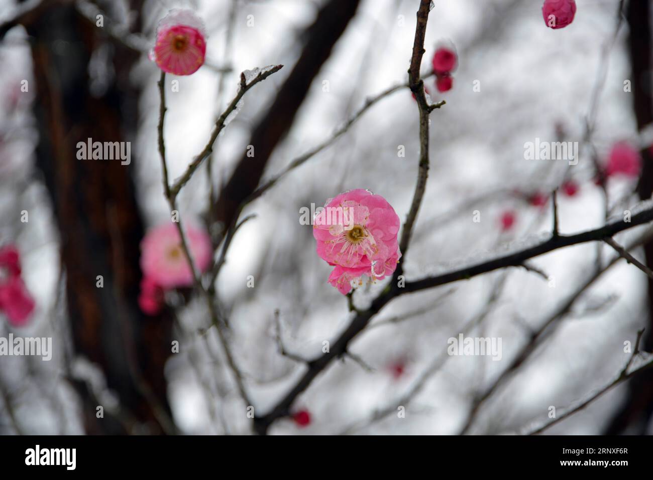 (180127) -- HANGZHOU, Jan. 27, 2018 -- Photo taken on Jan. 26, 2018 shows snow-covered red plum blossoms in Tonglu County of Hangzhou City, capital of east China s Zhejiang Province. ) (wf) CHINA-HANGZHOU-RED PLUM (CN) XuxJunyong PUBLICATIONxNOTxINxCHN Stock Photo