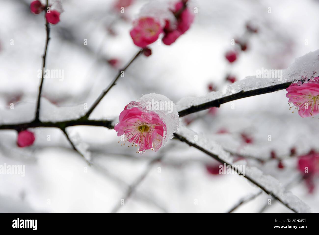 (180127) -- HANGZHOU, Jan. 27, 2018 -- Photo taken on Jan. 26, 2018 shows snow-covered red plum blossoms in Tonglu County of Hangzhou City, capital of east China s Zhejiang Province. ) (wf) CHINA-HANGZHOU-RED PLUM (CN) XuxJunyong PUBLICATIONxNOTxINxCHN Stock Photo