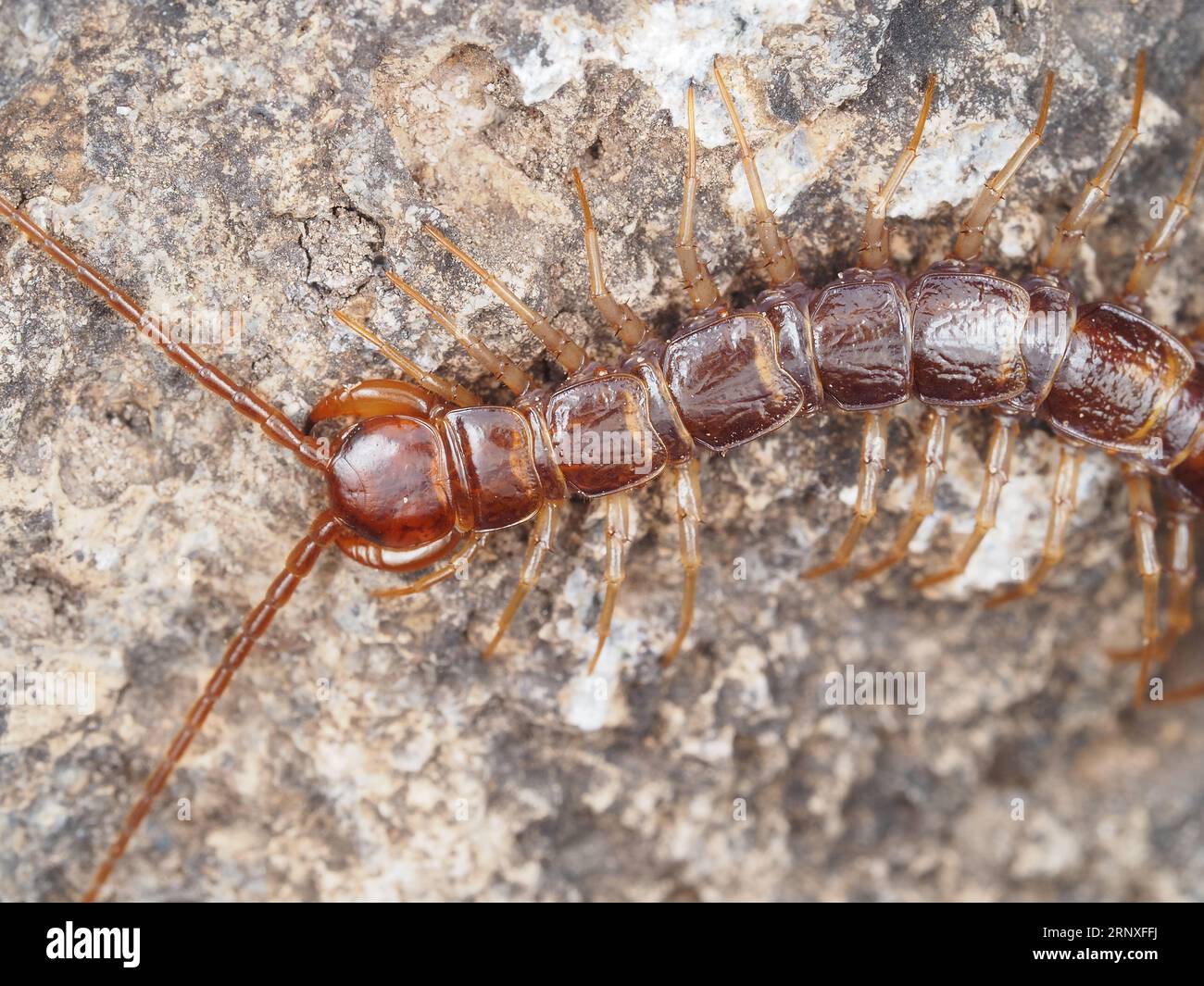 Lithobiomorpha - stone centipede - in Crater Lake National Park, Oregon, USA Stock Photo