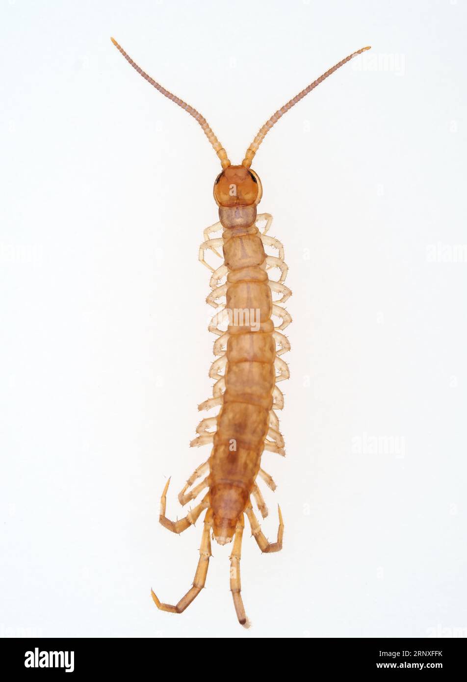 A centipede (probably Lithobius sp.) found indoors in Washington state, USA - centipede macro Stock Photo