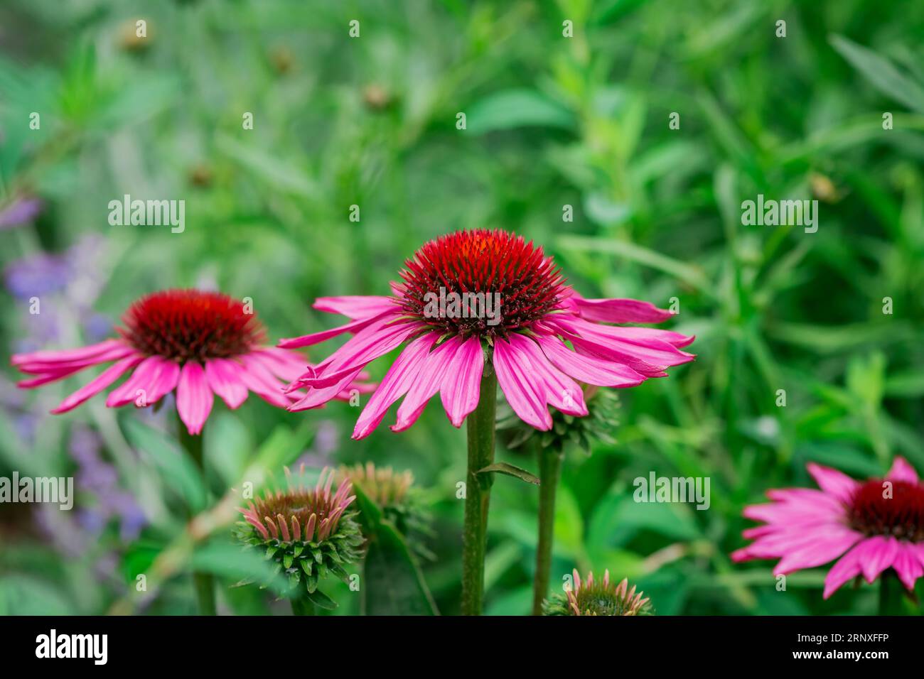 beautiful flowers in the park Stock Photo
