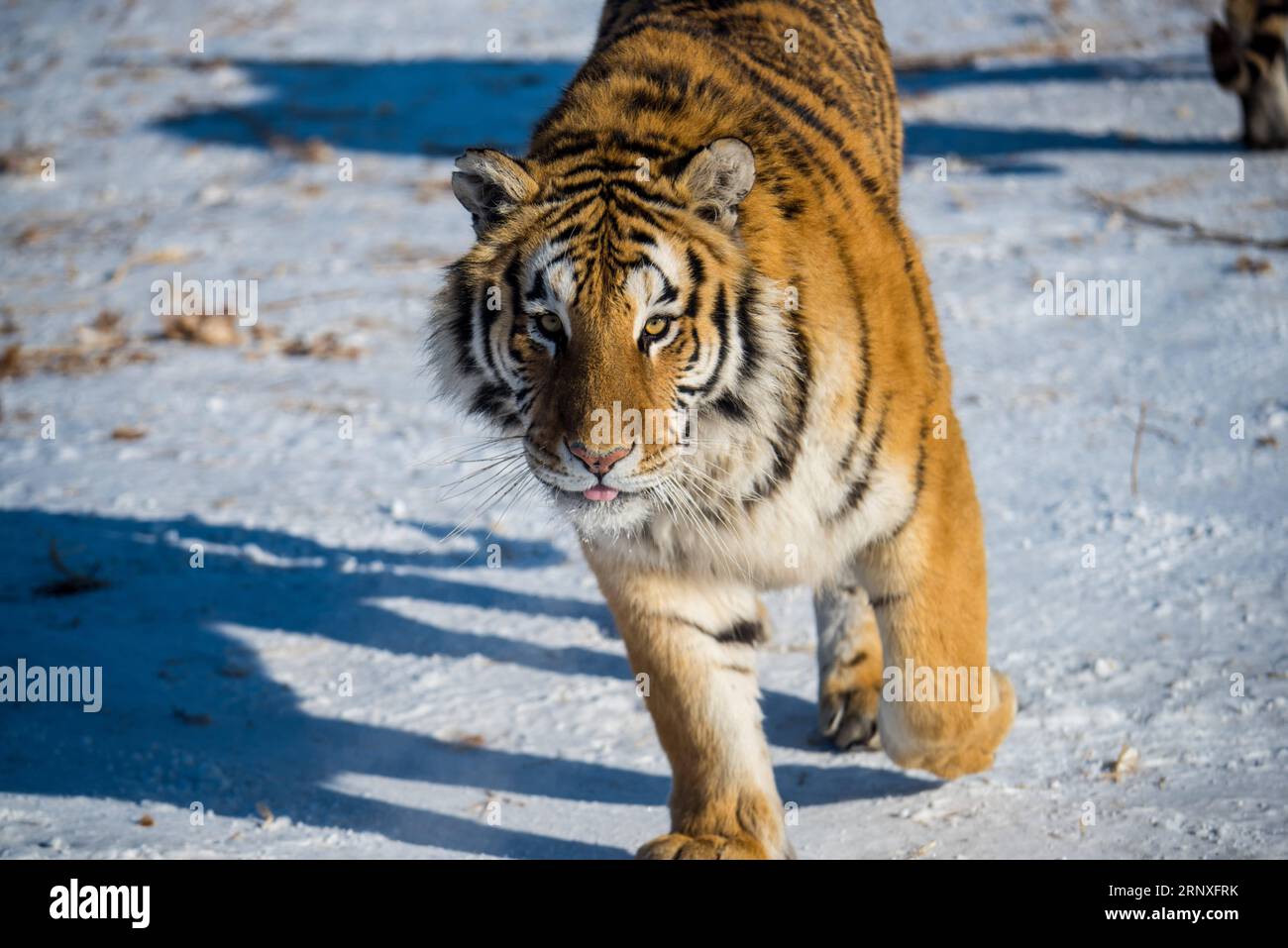 Breeding programs hi-res stock photography and images - Alamy