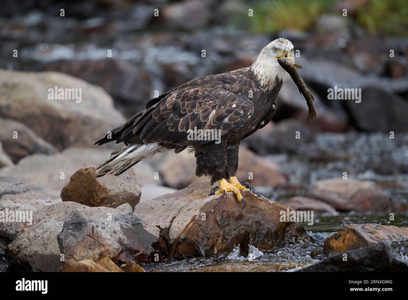 Bald eagle holding a trout, Utah Stock Photo Alamy