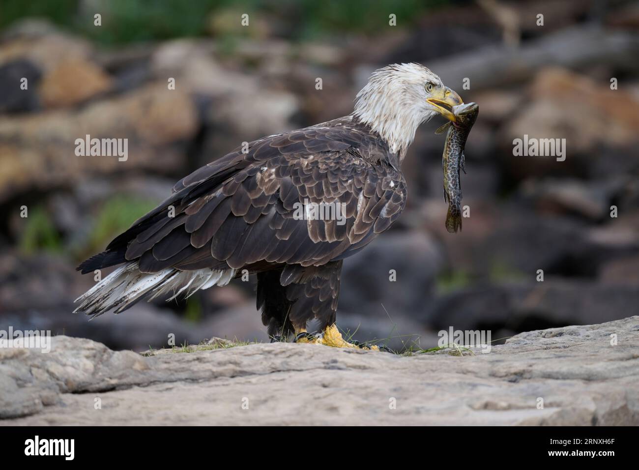 Bald eagle holding a trout, Utah Stock Photo - Alamy