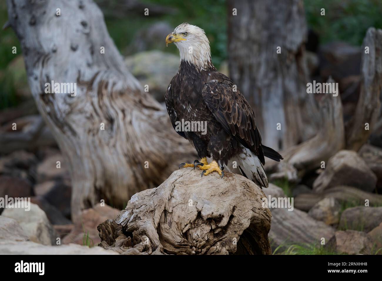 On eagles wings hires stock photography and images Alamy