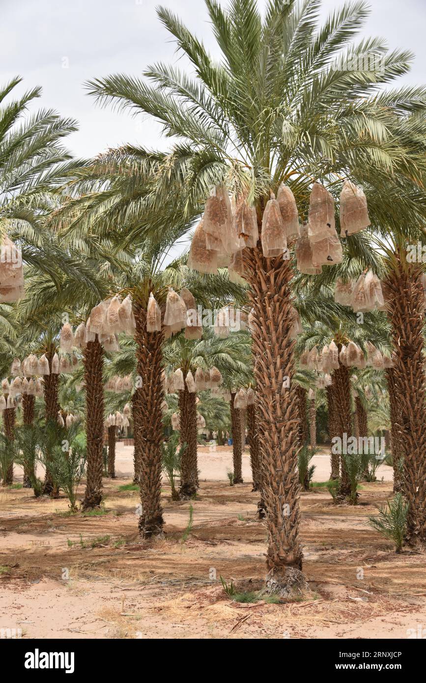 Yuma, AZ USA. 3/14/2023. Martha’s Gardens Medjool Date Farm was founded