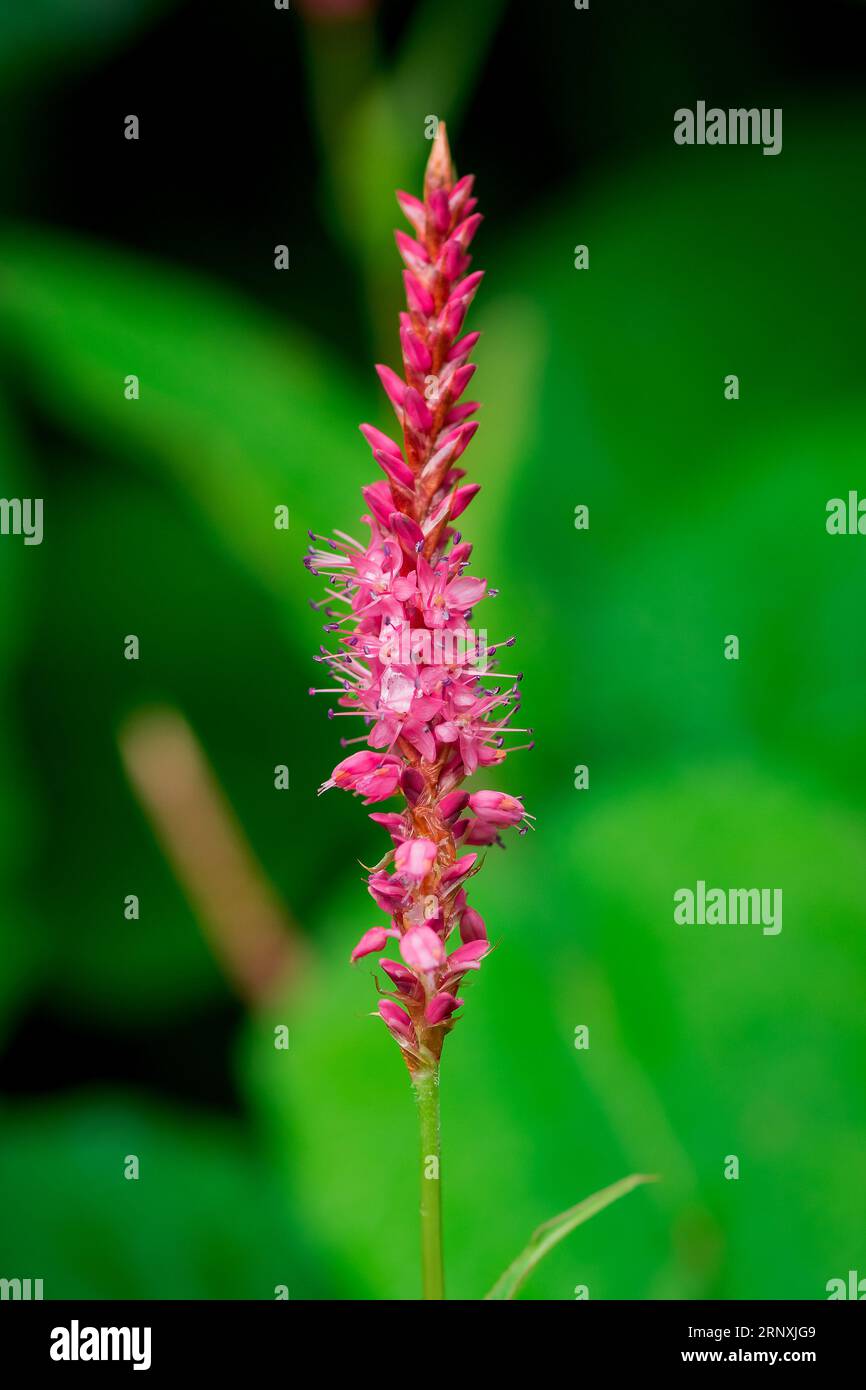 Natural background in summer garden with flowers Stock Photo
