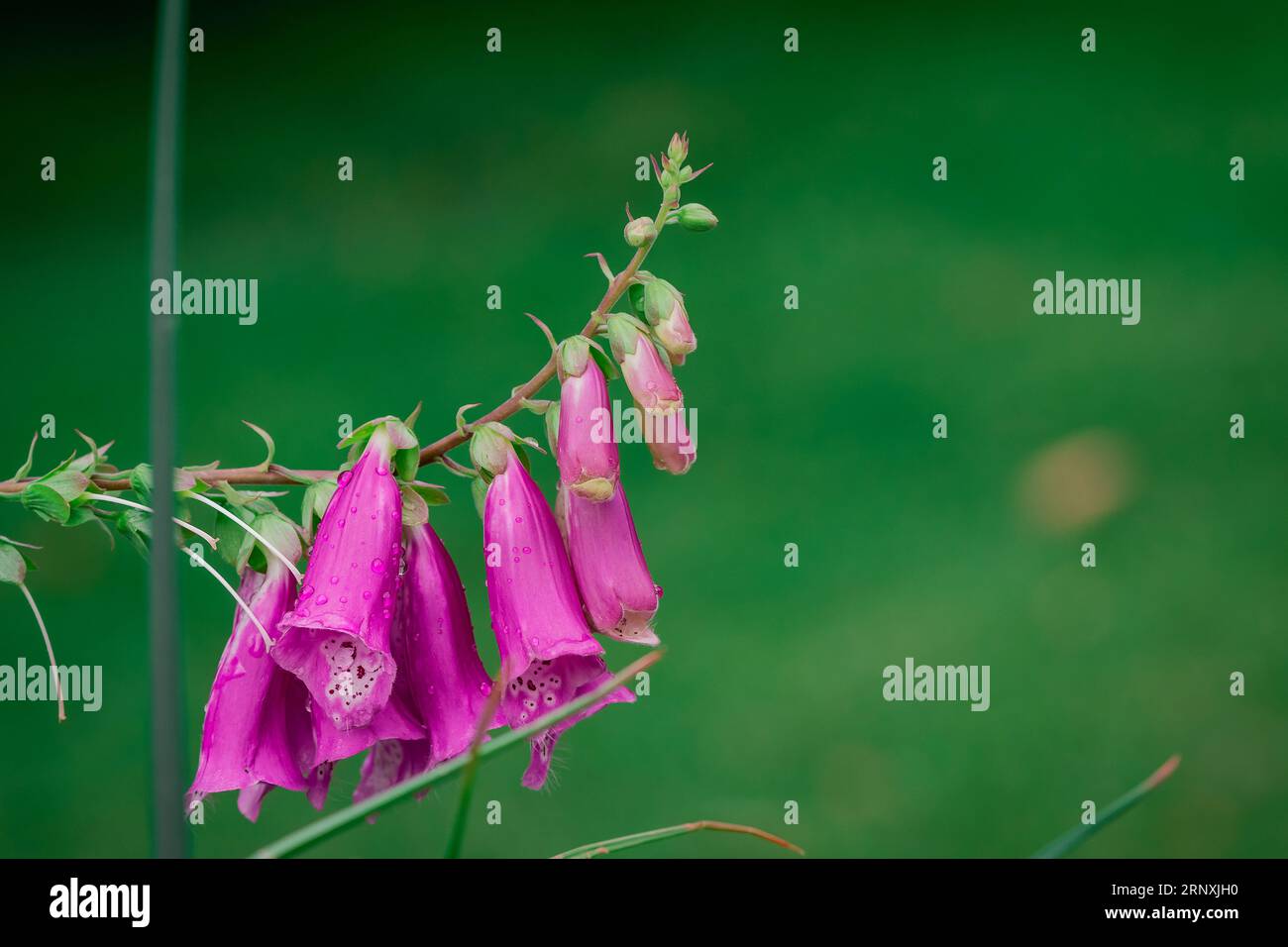 Natural background in summer garden with flowers Stock Photo