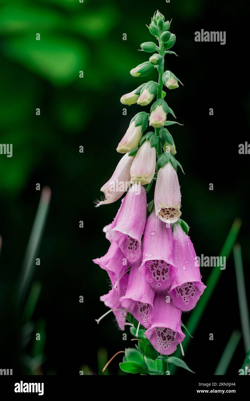 Natural background in summer garden with flowers Stock Photo